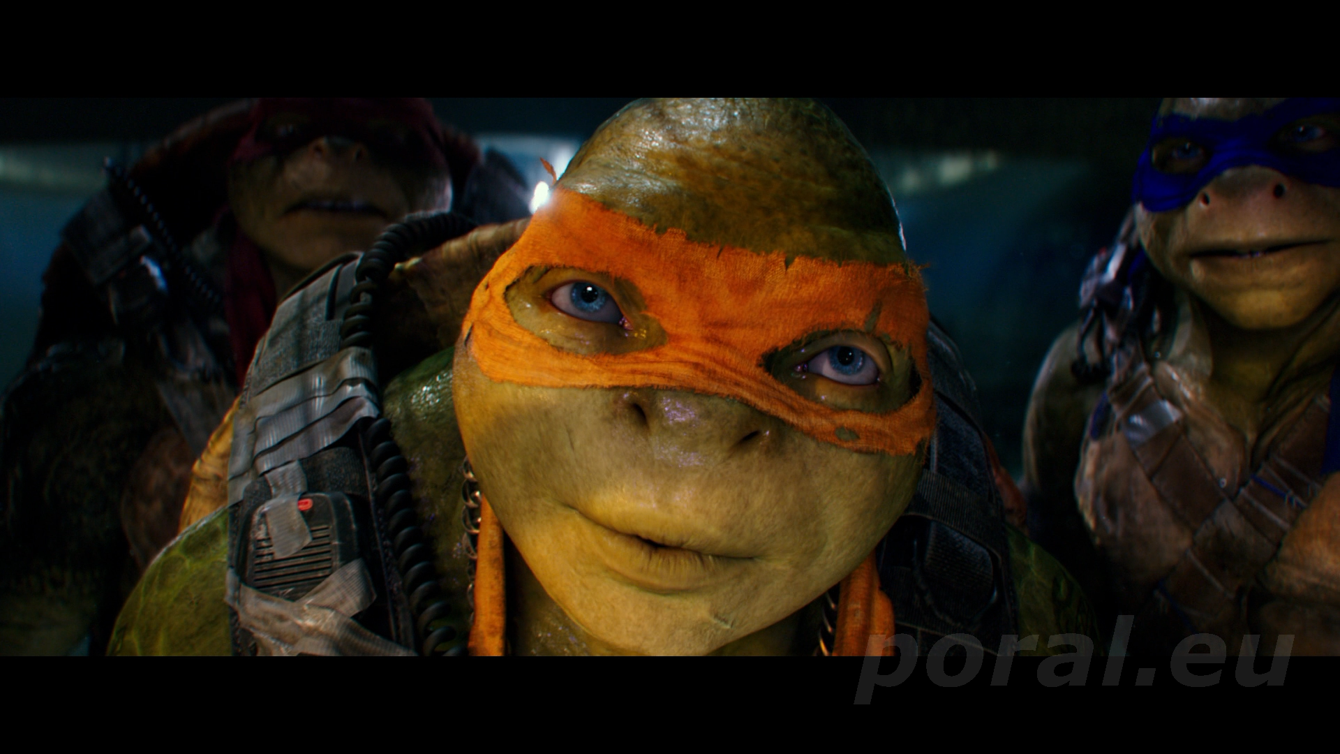 łeb żółwia ninja